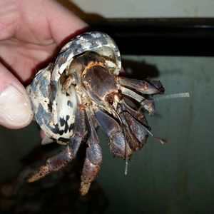 Meet your Posher, Jonathan